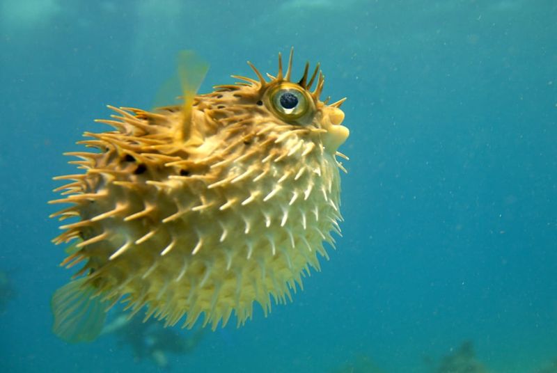 Pufferfish
