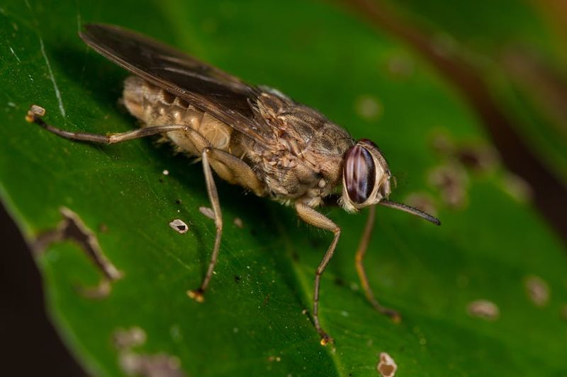 Tsetse Fly