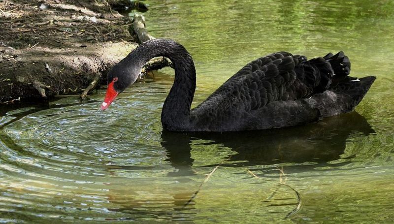Black Swan