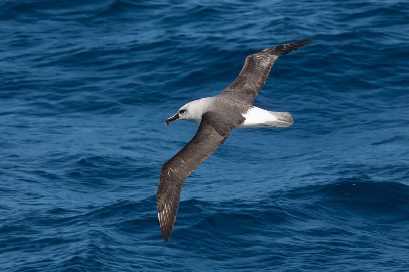Grey-headed Albatross