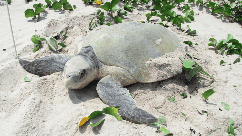 Kemp's Ridley Sea Turtle