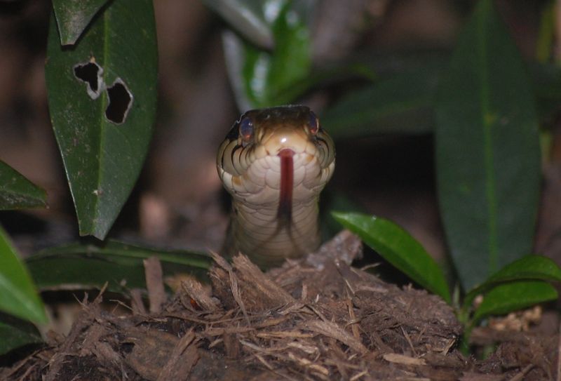 Copperhead