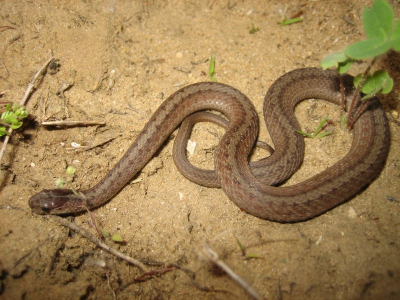 Brown Snake