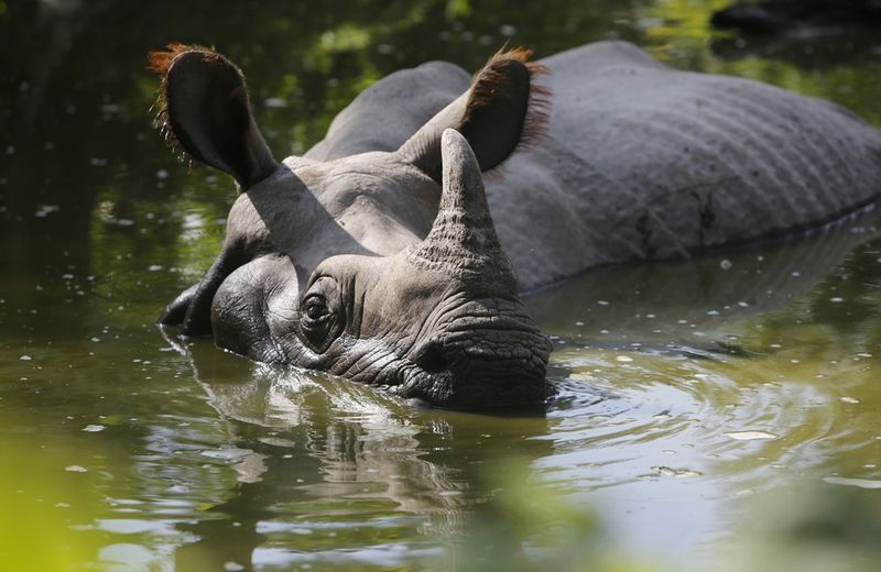 Greater One-Horned (Indian) Rhino
