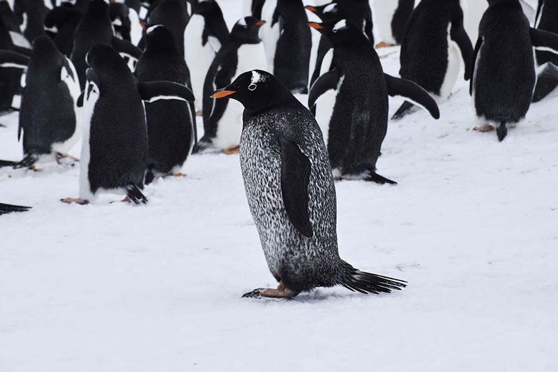 Melanistic Penguin