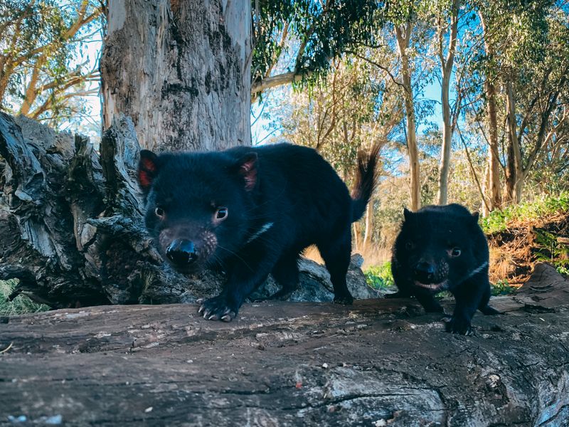 Black Tasmanian Devil