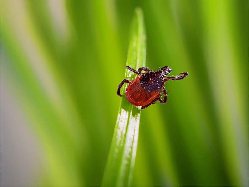 Deer Tick