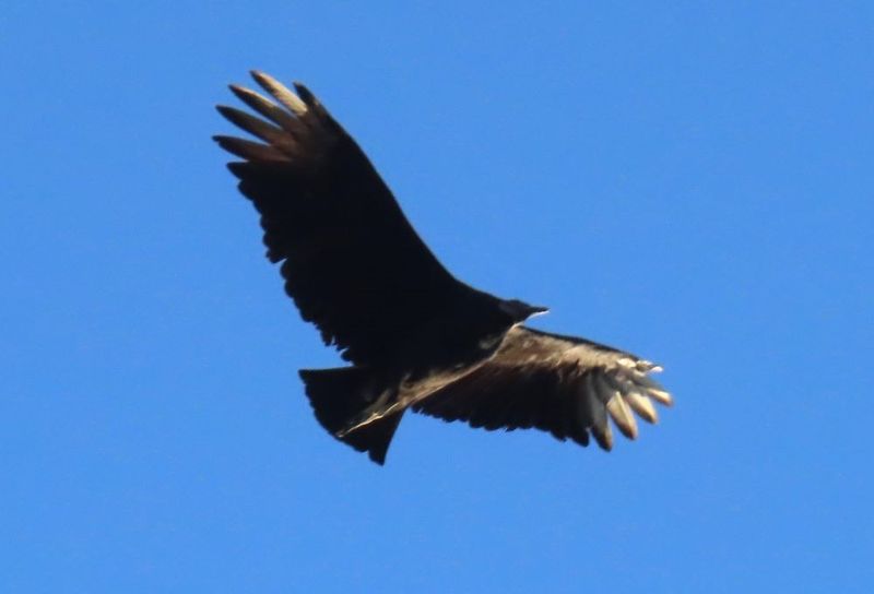Black Vulture