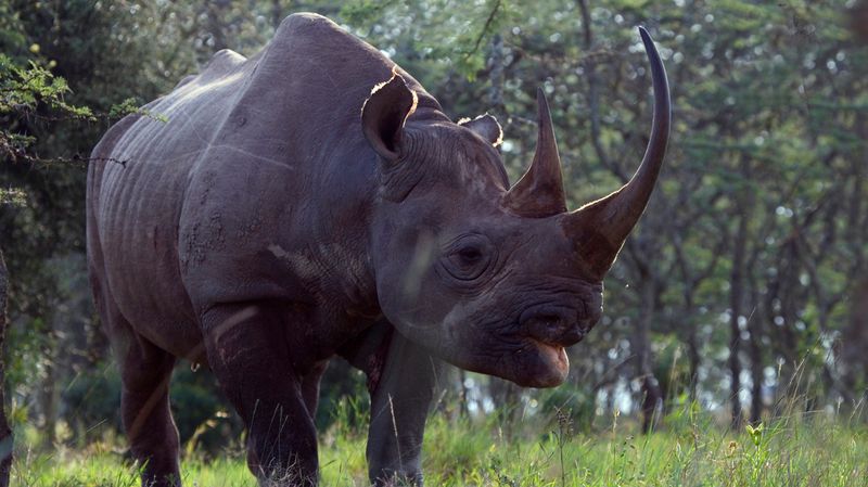 Black Rhinoceros