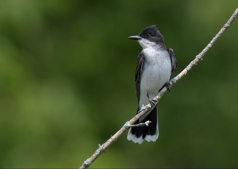 Eastern Kingbird