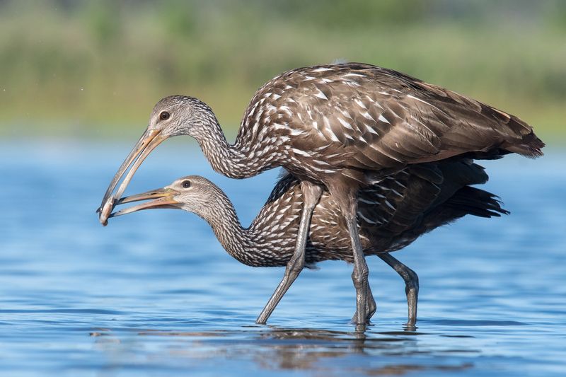 Limpkin
