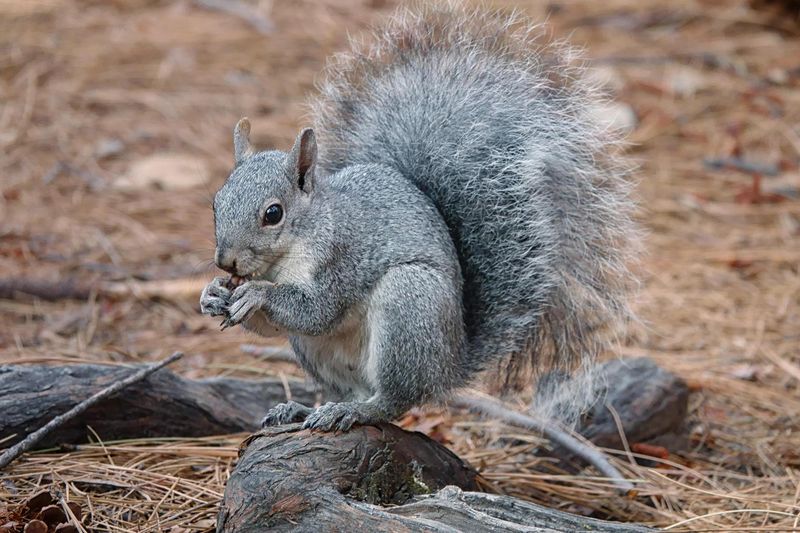 Western Gray Squirrel