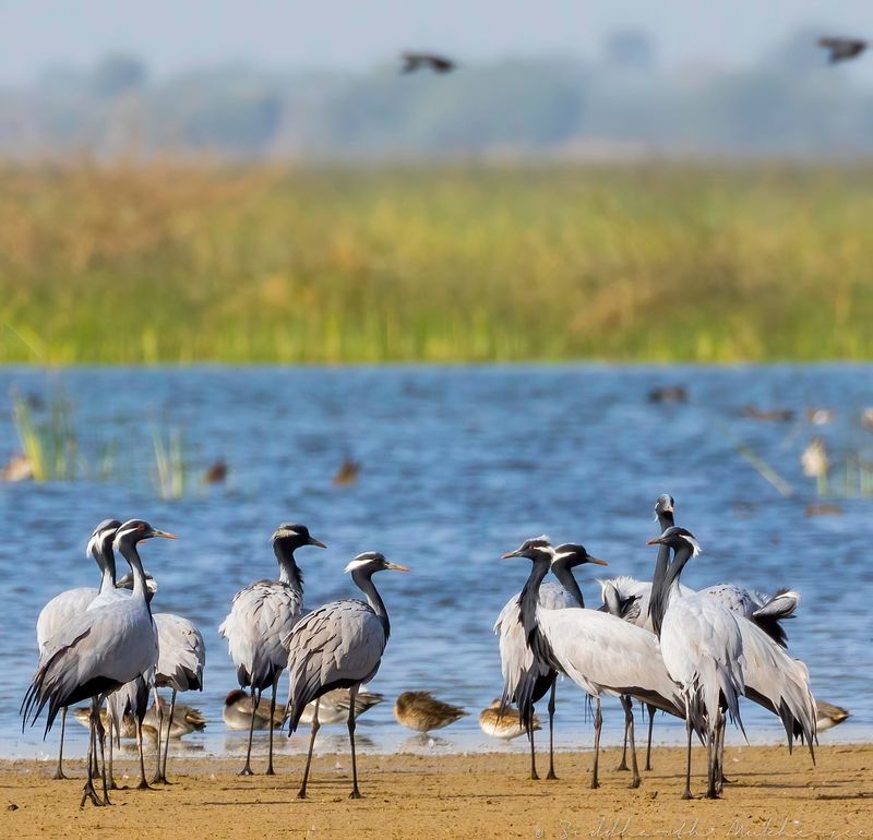 Demoiselle Crane