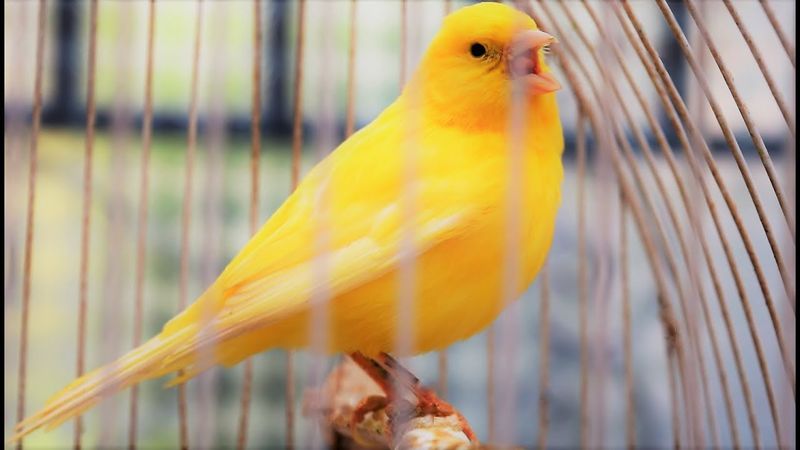Canary