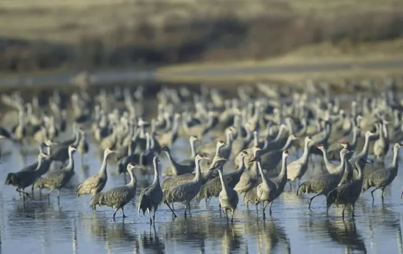 Sandhill Crane