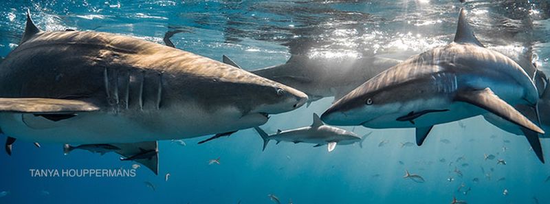 Lemon Shark's Social Behavior