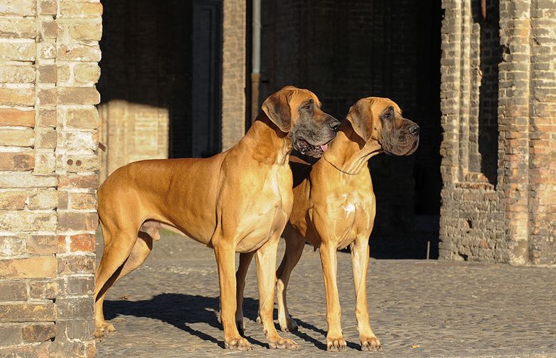 Great Dane