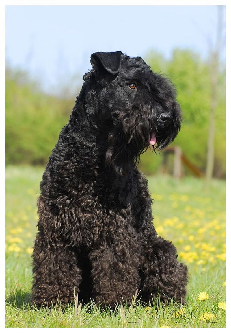 Kerry Blue Terrier