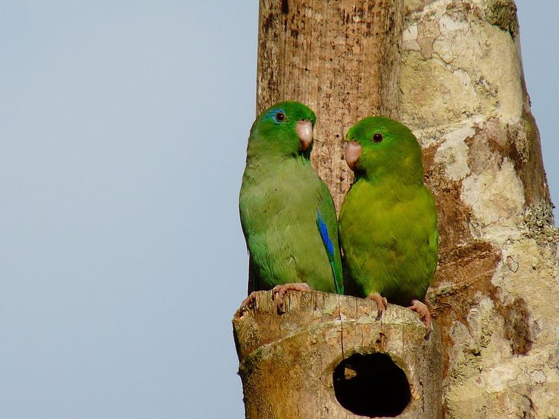 Spectacled Parrotlet