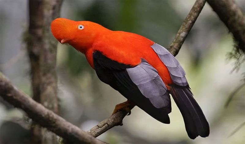 Andean Cock-of-the-rock