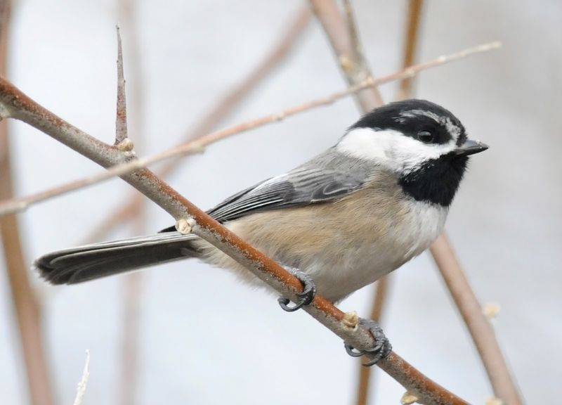 Black-capped Chickadee x Mountain Chickadee