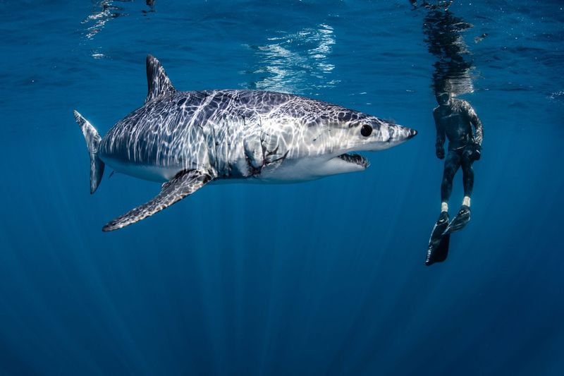 Mako Shark