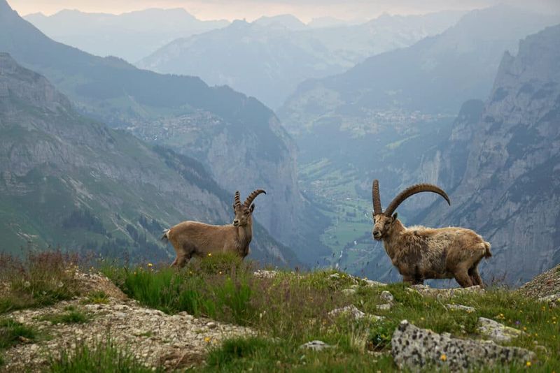 Ibex