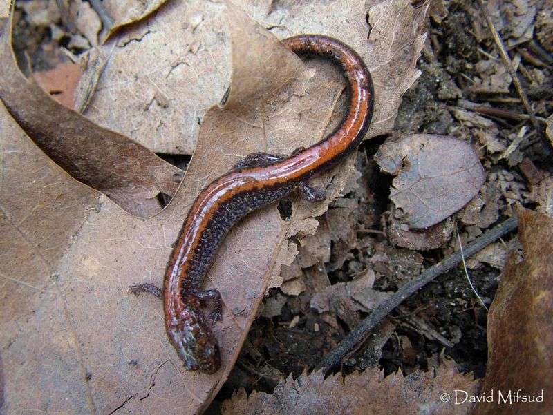Red-Backed Salamander