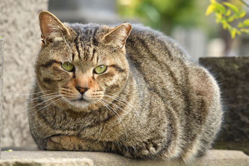 Brown Tabby