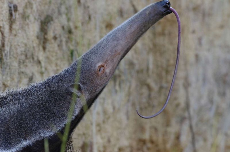 Anteater