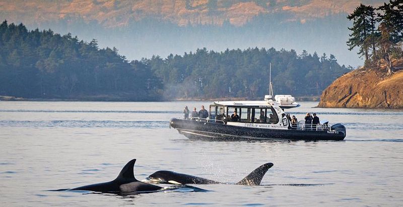 Orca