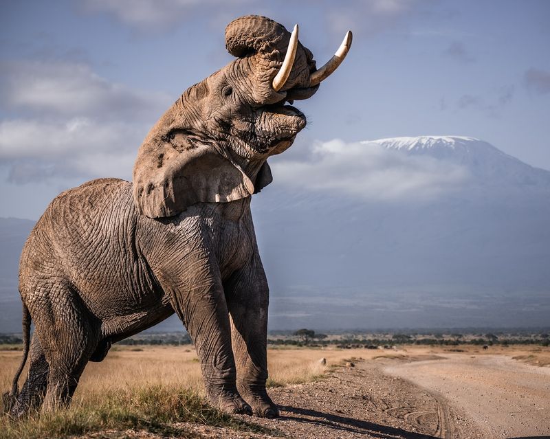 Elephant