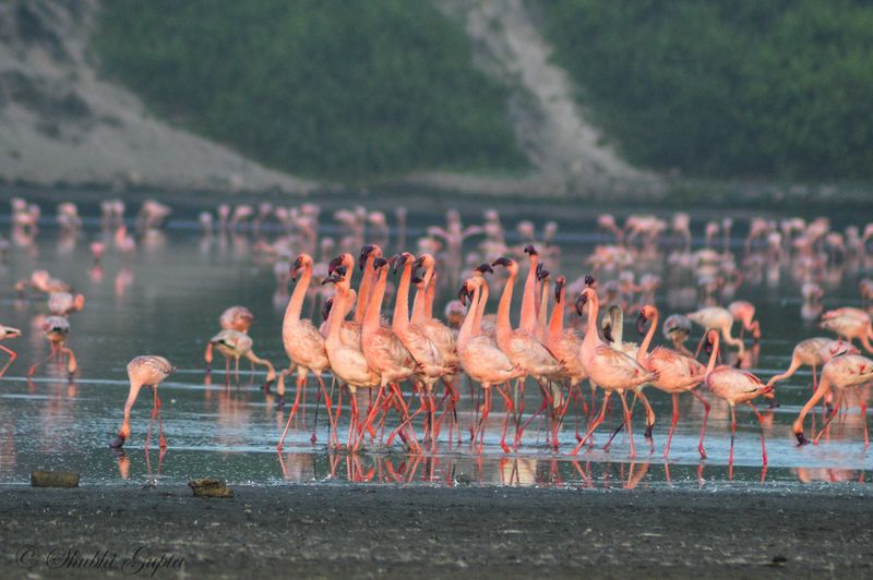 Lesser Flamingo