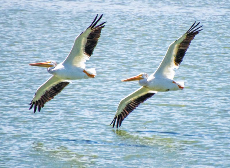 White Pelican