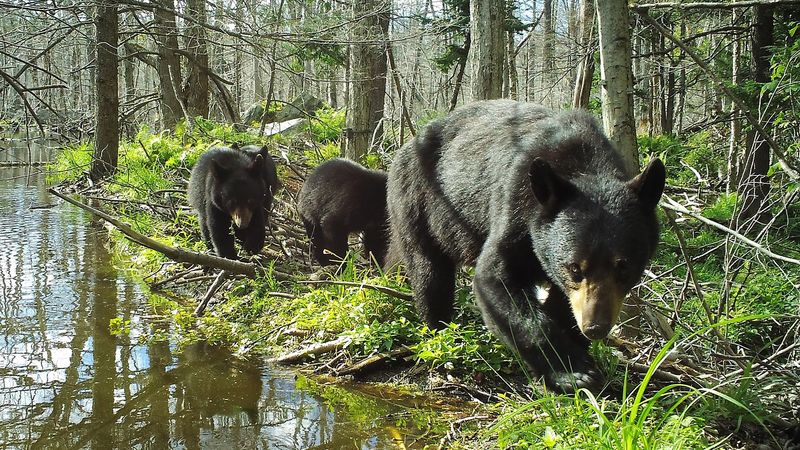 Black Bear