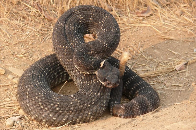 Western Rattlesnake