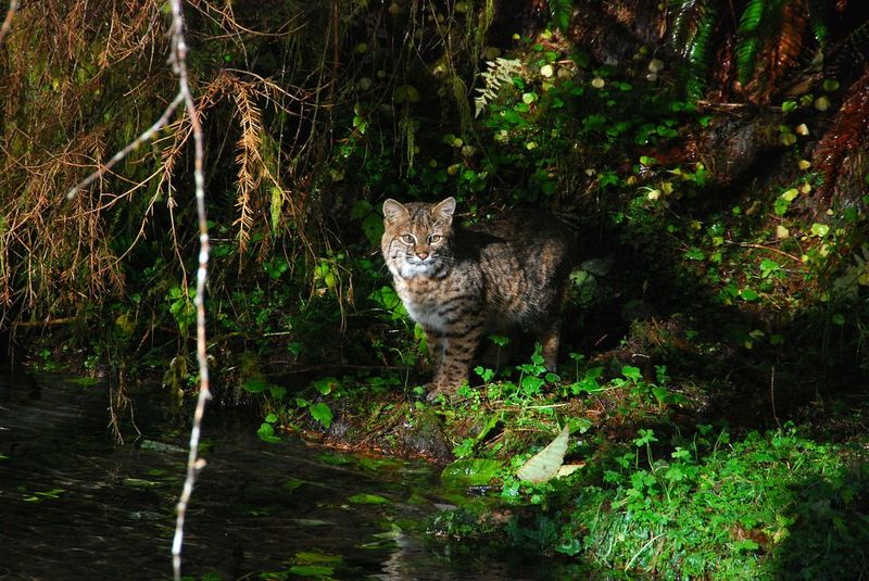 Bobcats Help The Ecosystem But Here S Why They Should Never Be Pets