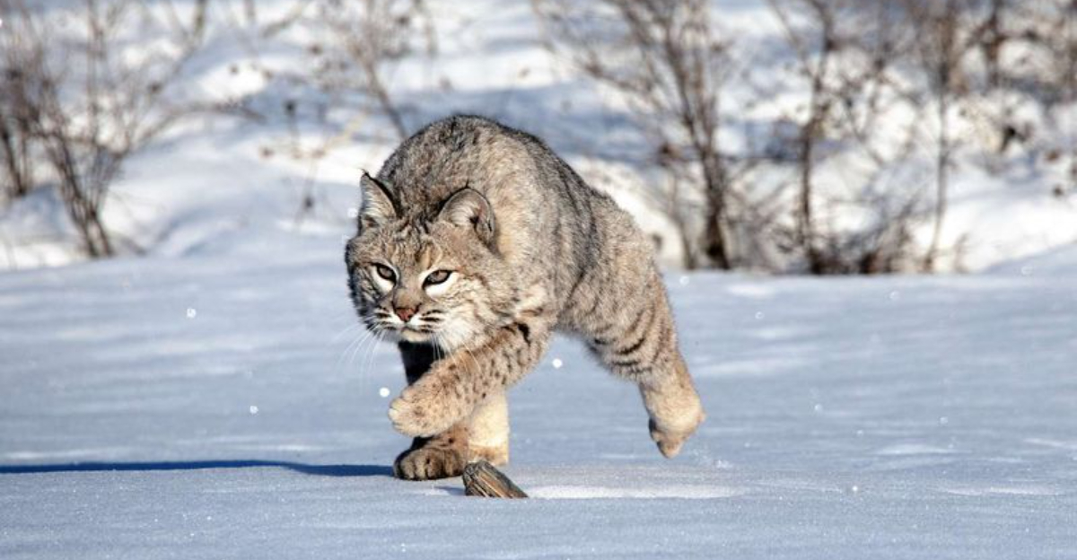 Bobcats Help The Ecosystem But Here S Why They Should Never Be Pets