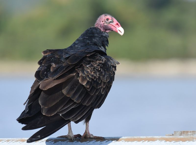 Turkey Vultures
