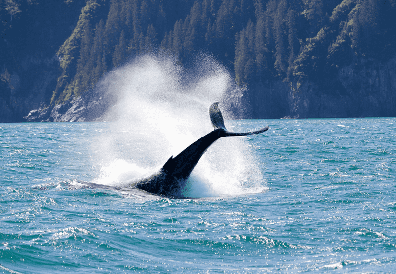 Kodiak Island, Alaska