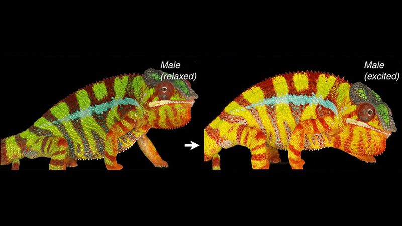 How It Works—Nanocrystals in the Skin