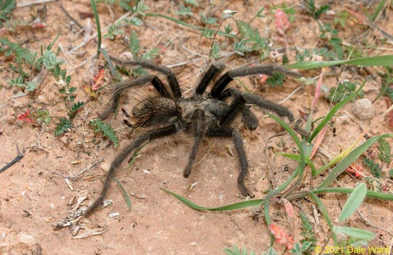 Grand Canyon Black Tarantula