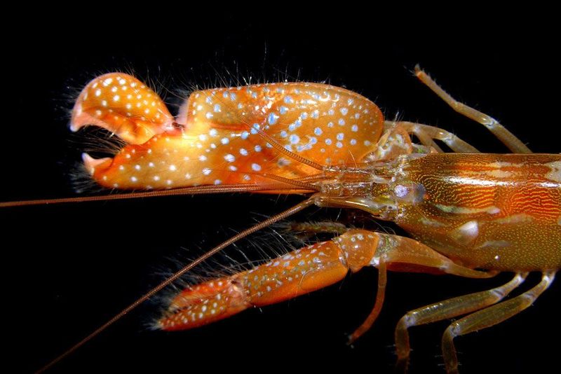 Pistol Shrimp