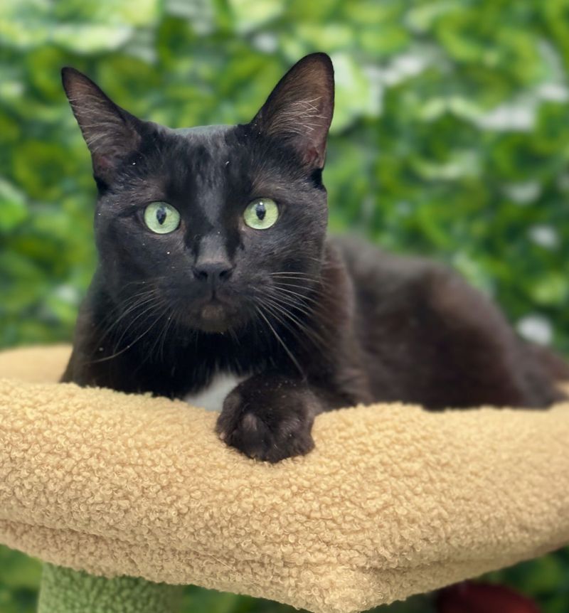 Black Domestic Shorthair