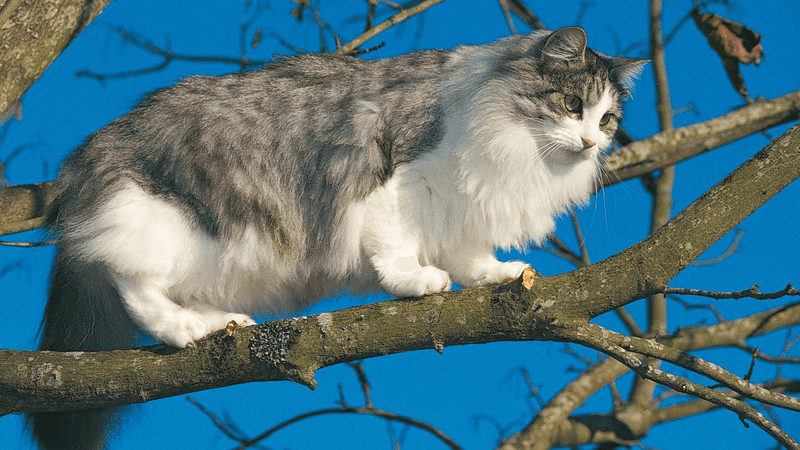 Norwegian Forest Cat