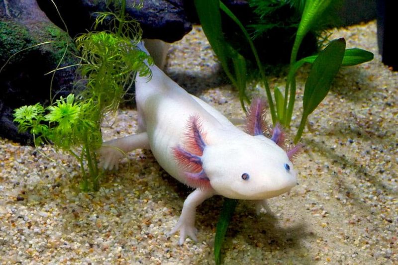 Axolotl
