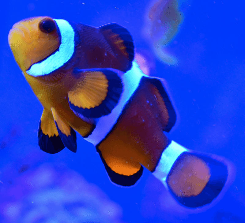 Clownfish Females