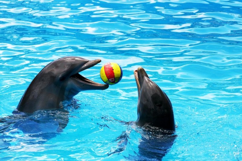 Dolphins