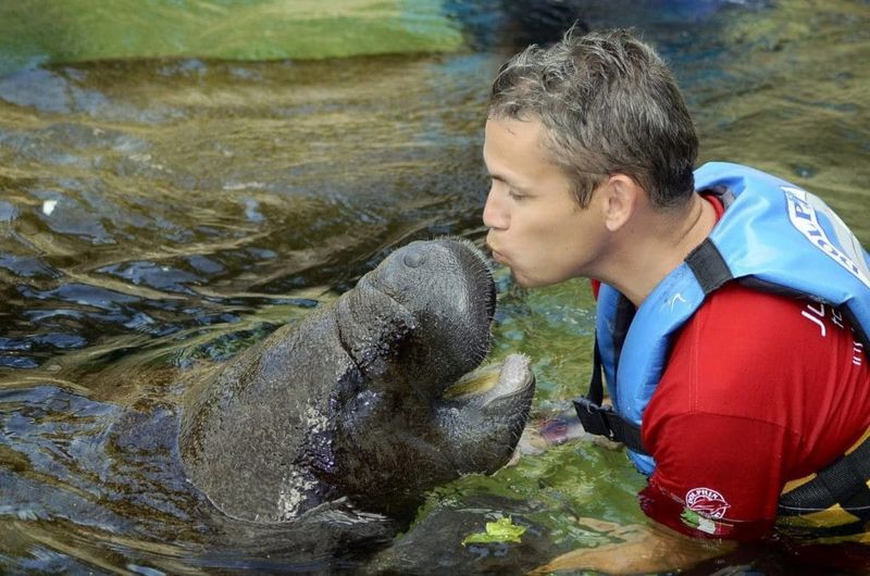 Manatees