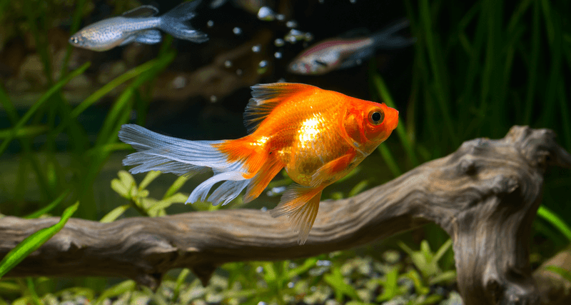 Goldfish